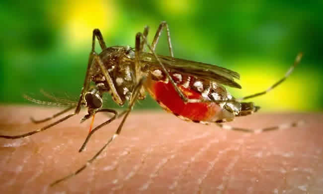 Dengue-Fieber in Peru: Gesundheitsnotstand ausgerufen Dengue-Fieber in Peru: Gesundheitsnotstand ausgerufen
