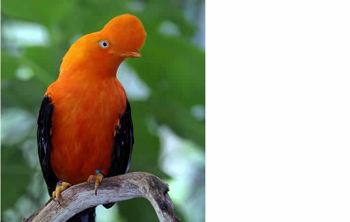 Der Andenfelsenhahn: Perus lebendiges Naturerbe Der Andenfelsenhahn: Perus lebendiges Naturerbe